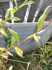 Symphyotrichum puniceum