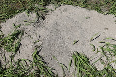 Ictidomys tridecemlineatus