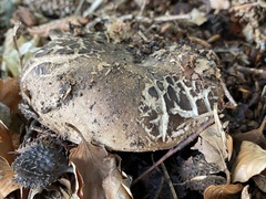 Russula nigricans