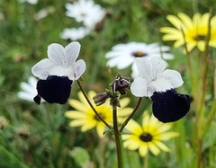 Nemesia barbata