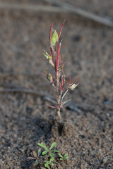 Corispermum hyssopifolium