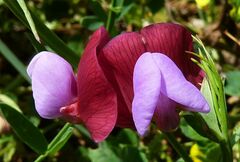 Lathyrus clymenum