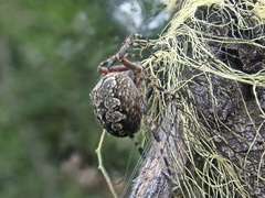 Araneus nordmanni