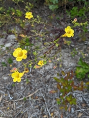 Aureolaria pedicularia