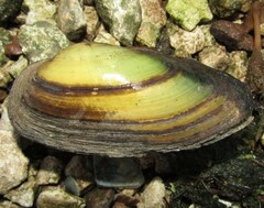 Unio pictorum