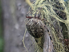 Araneus nordmanni