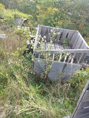 Symphyotrichum puniceum