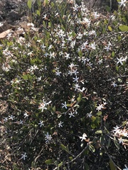 Ancylobothrys capensis