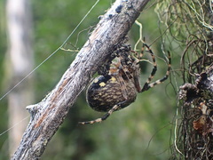 Araneus nordmanni