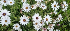 Dimorphotheca