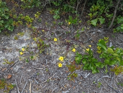 Aureolaria pedicularia
