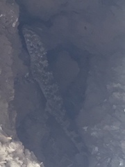 Tenuidactylus caspius