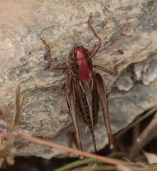 Platycleis albopunctata
