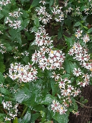 Eurybia divaricata