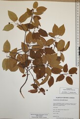 Amelanchier × intermedia