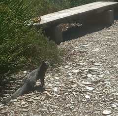 Herpestes pulverulentus