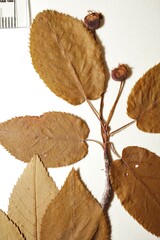 Amelanchier × intermedia