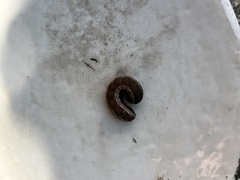 Spodoptera ornithogalli