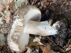 Russula nigricans
