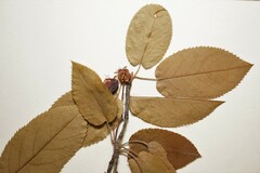 Amelanchier × intermedia