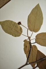 Amelanchier × intermedia