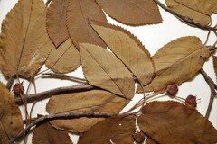 Amelanchier × intermedia