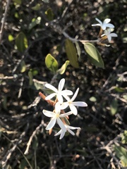 Ancylobothrys capensis