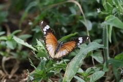 Hypolimnas misippus