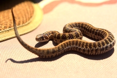 Thamnophis scaliger