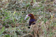 Granatina ianthinogaster