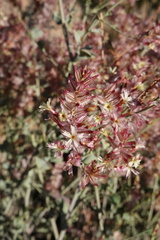 Dyerophytum africanum