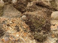 Syntrichia