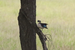 Sarkidiornis melanotos