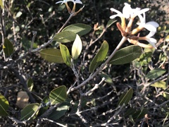 Ancylobothrys capensis