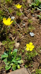 Ranunculus paludosus