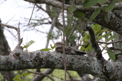 Caprimulgus europaeus