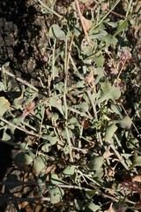Dyerophytum africanum