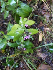 Clinopodium vulgare