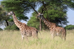 Giraffa camelopardalis tippelskirchi