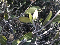 Ancylobothrys capensis