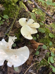 Pleurocybella porrigens