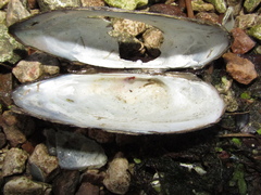 Unio pictorum