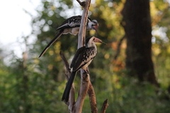 Tockus erythrorhynchus