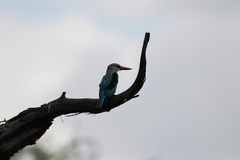 Halcyon senegalensis