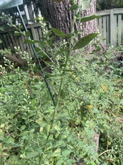 Symphyotrichum shortii