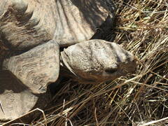 Stigmochelys pardalis
