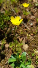 Ranunculus paludosus