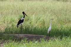 Ephippiorhynchus senegalensis