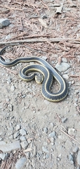 Thamnophis elegans terrestris