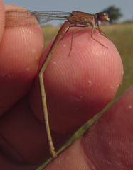 Ceriagrion katamborae
